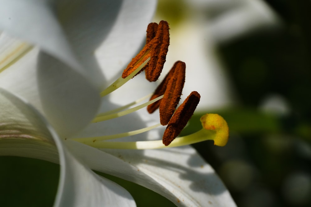 a close up of a white flower with yellow stamen