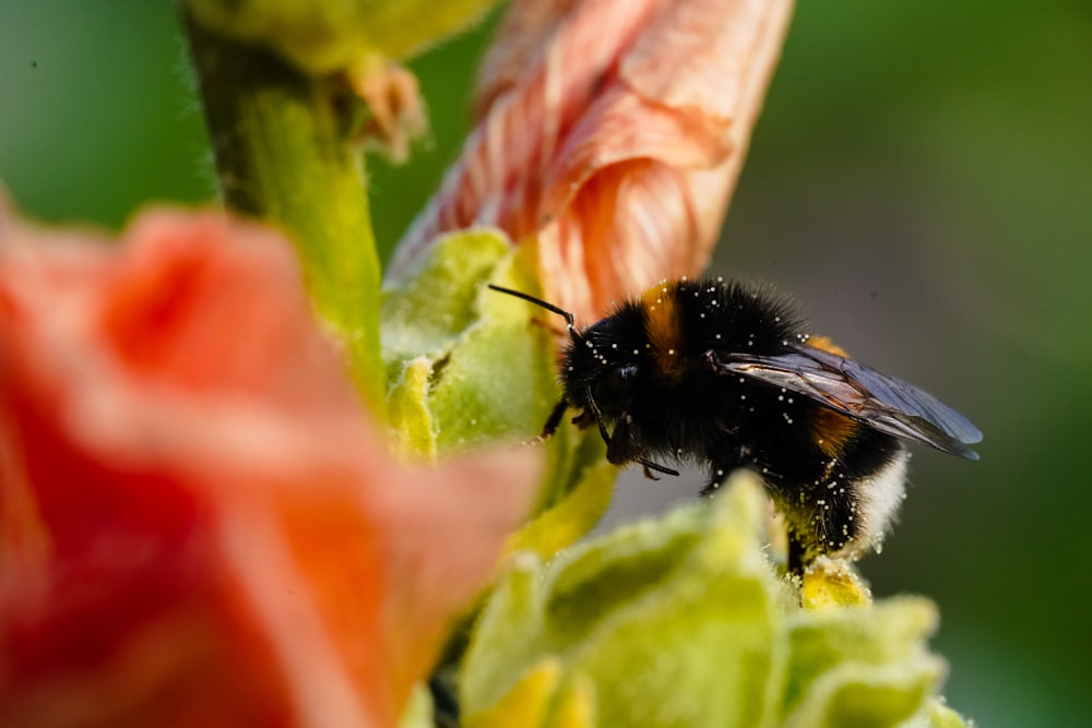 a close up of a bee on a flower