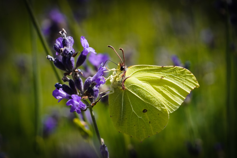 a green butterfly sitting on top of a purple flower