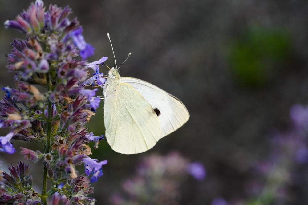 a white butterfly sitting on a purple flower