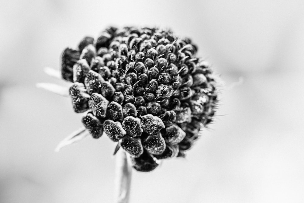 a black and white photo of a flower