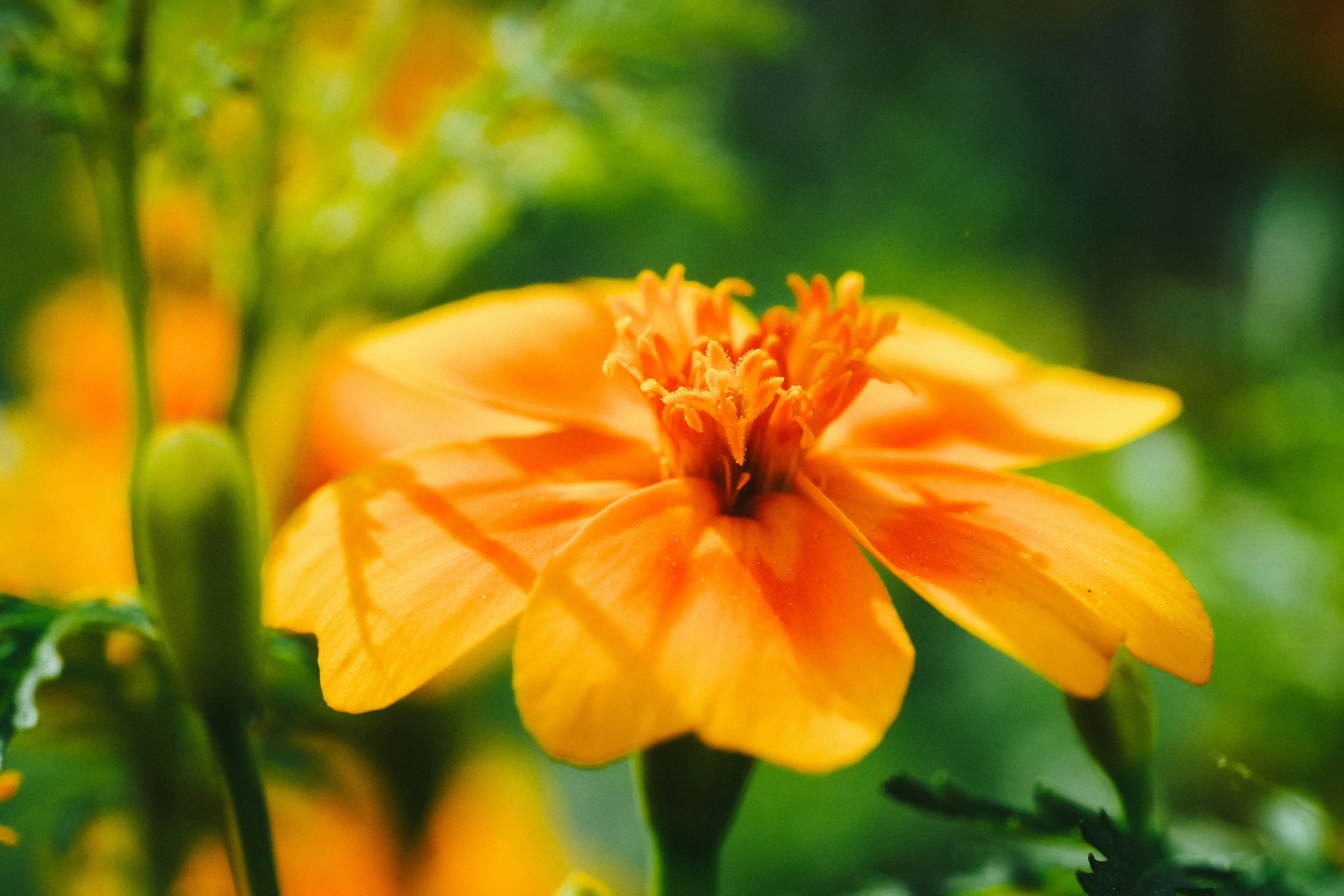 Photo by daniel_norin