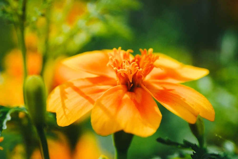 a close up of an orange flower with green leaves