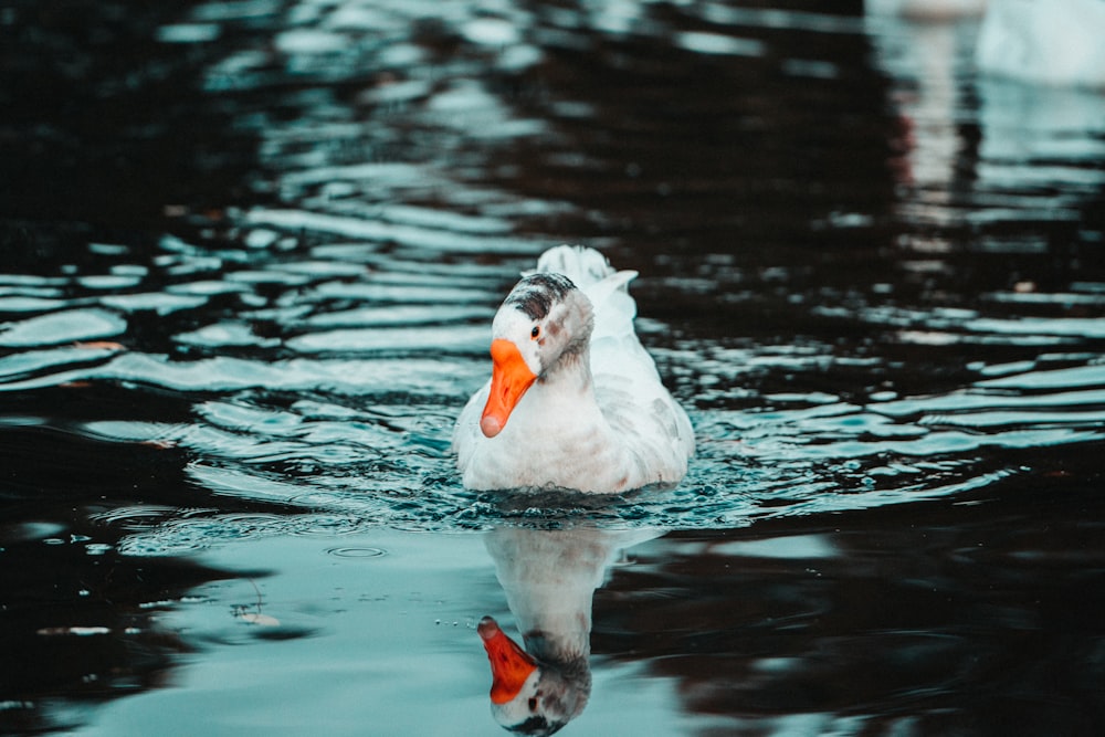 a duck floating on top of a body of water