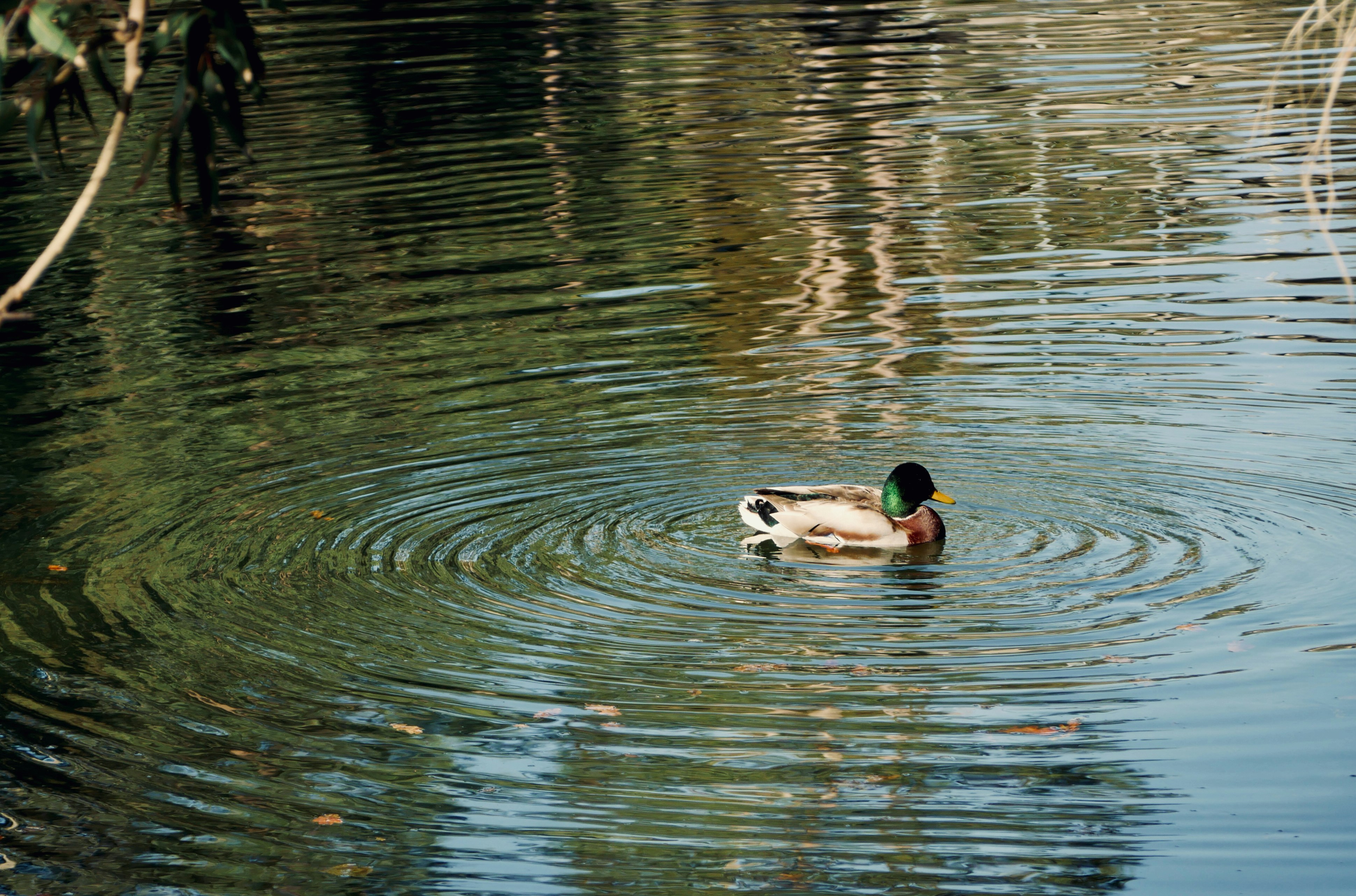 a duck floating on top of a body of water