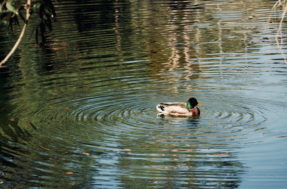 a duck floating on top of a body of water