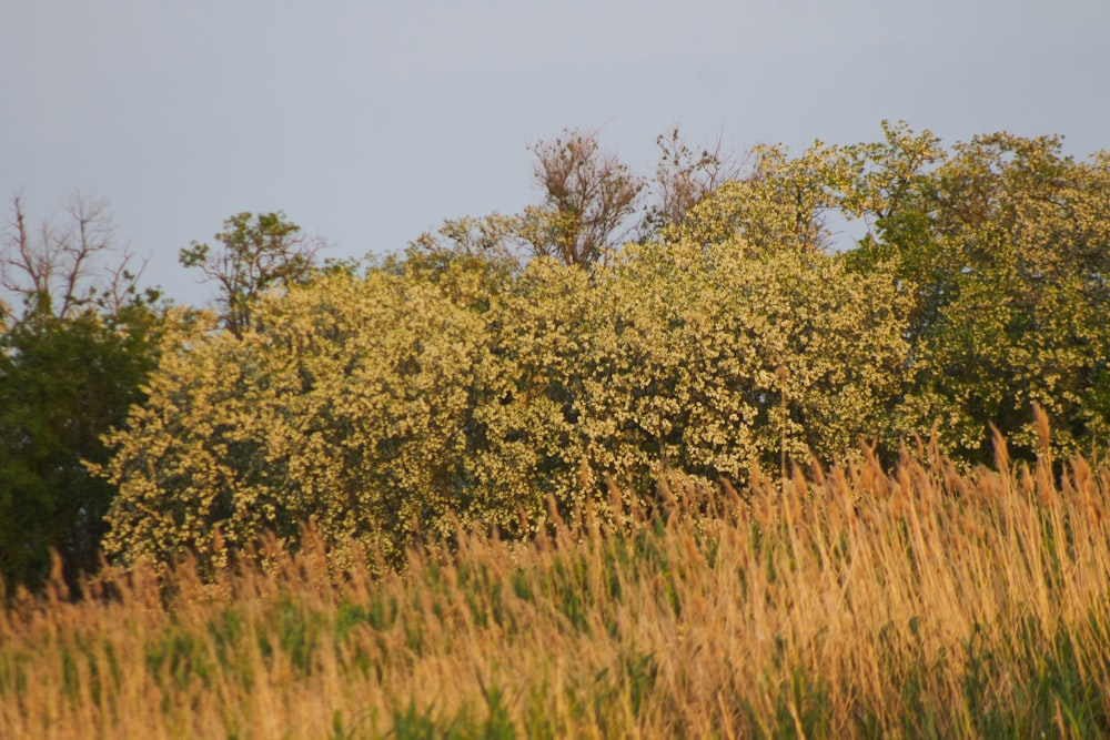 a field with tall grass and trees in the background