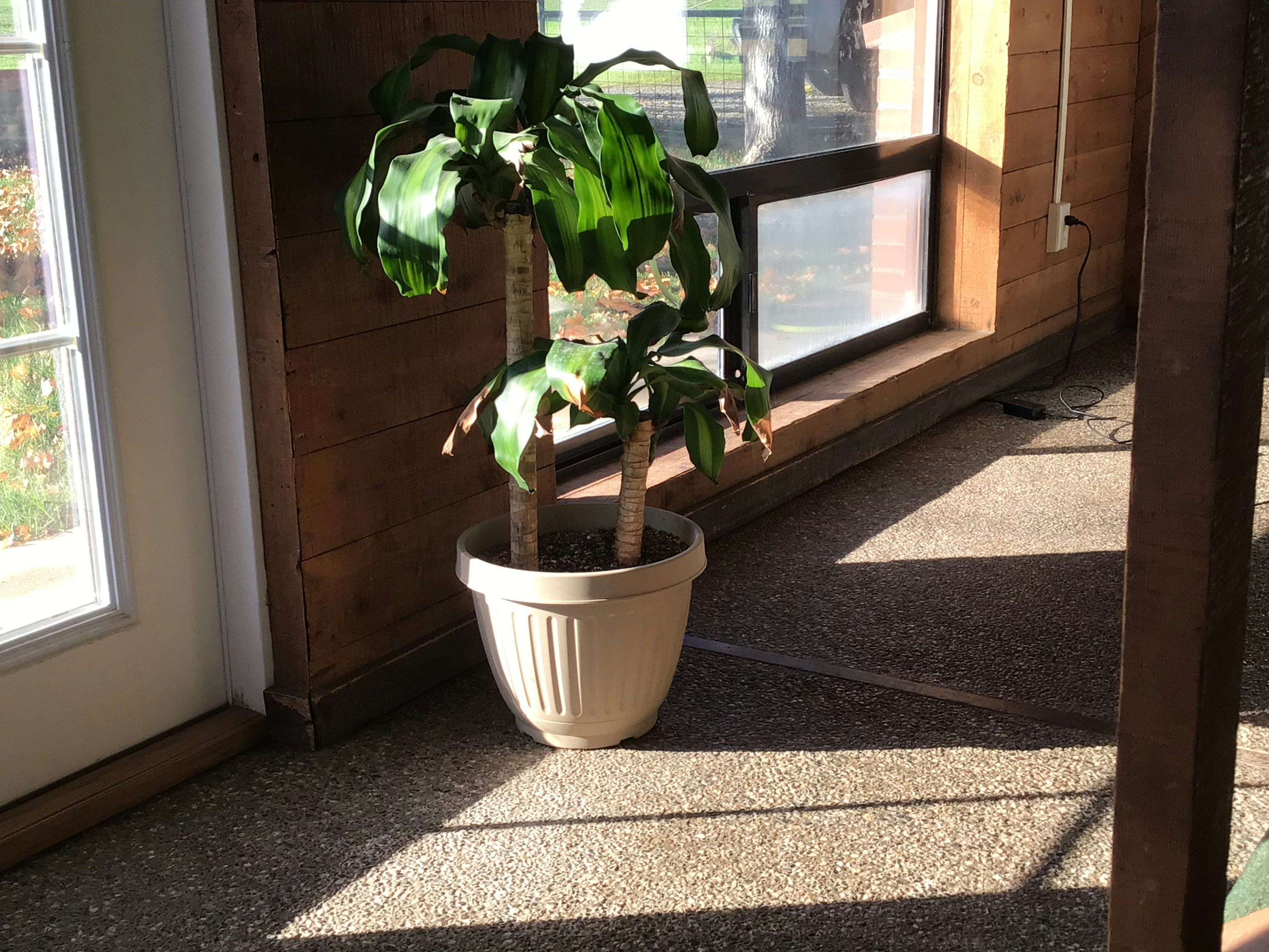Lush Green Fiddle Leaf