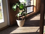A tall fiddle leaf fig tree standing proudly in a sunlit corner.