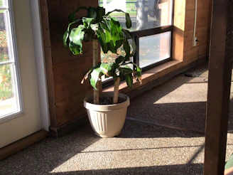 A happy home gardener planting a chandan sapling in a stylish indoor pot near a sunny window.