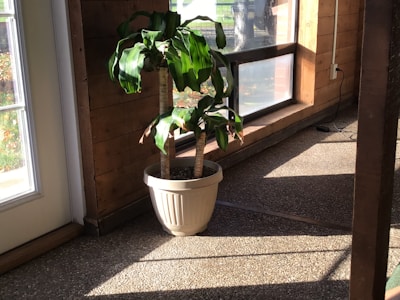 A tall fiddle leaf fig tree standing proudly in a sunlit corner.