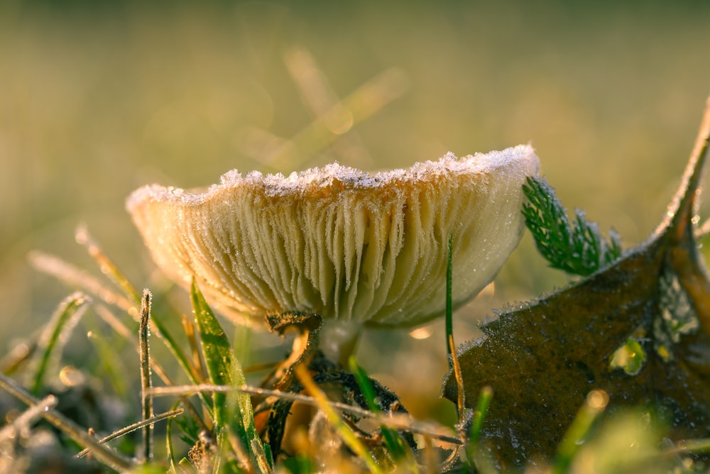 a close up of a mushroom in the grass