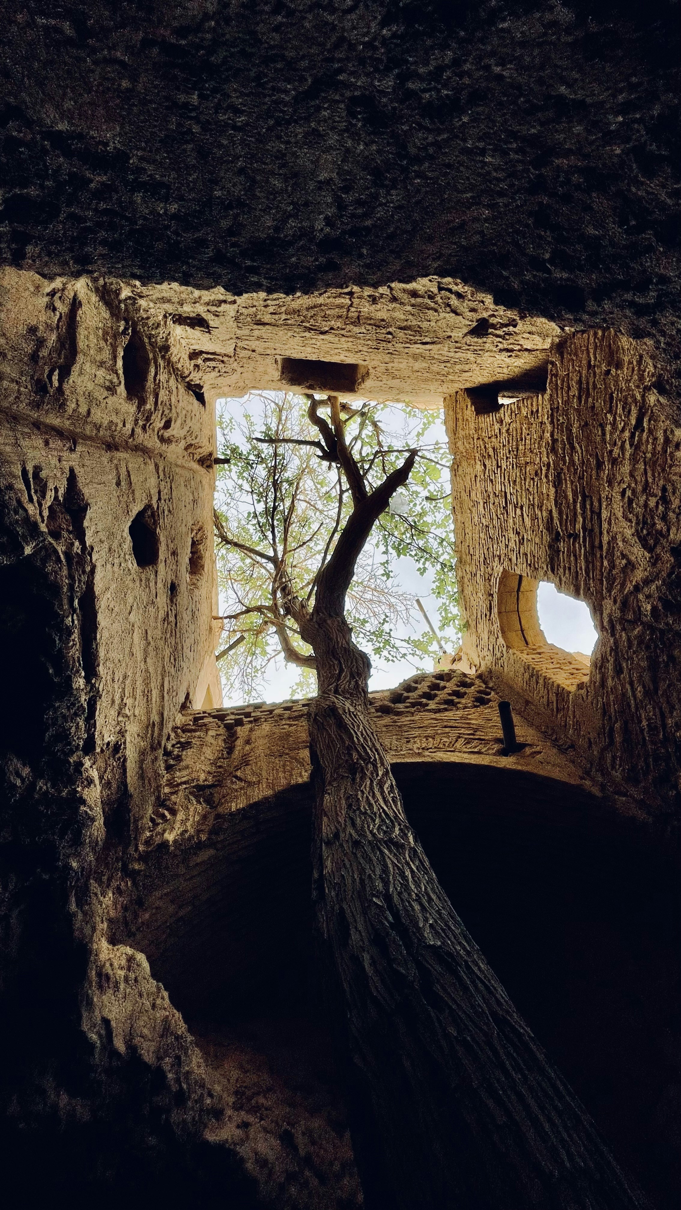 Un albero che cresce da un buco in una grotta