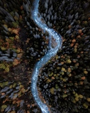 a river running through a forest filled with trees