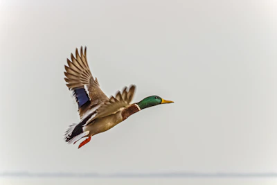 Close-up of a bluebill duck in flight against a soft sky