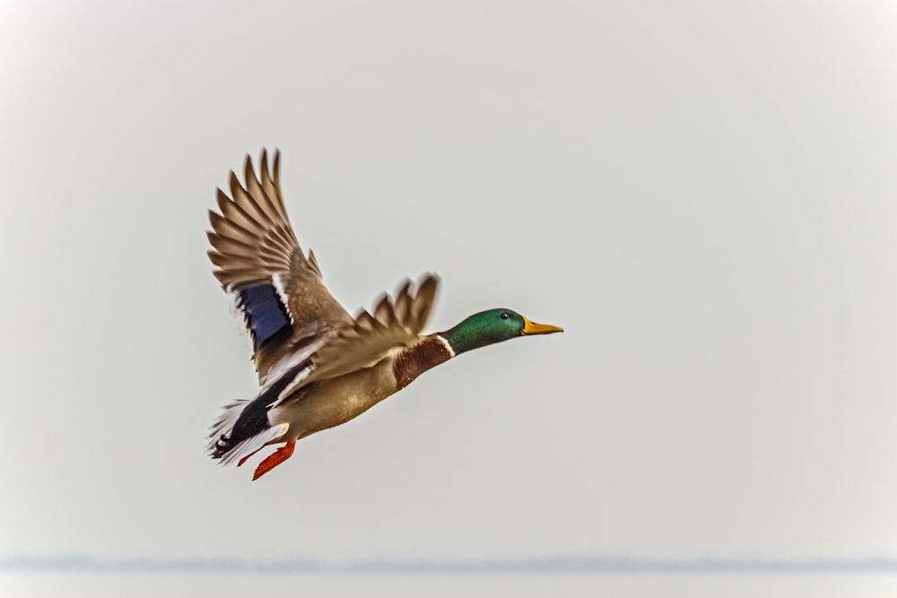 a duck flying through the air with its wings spread