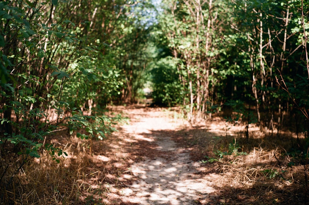 a dirt path in the middle of a forest