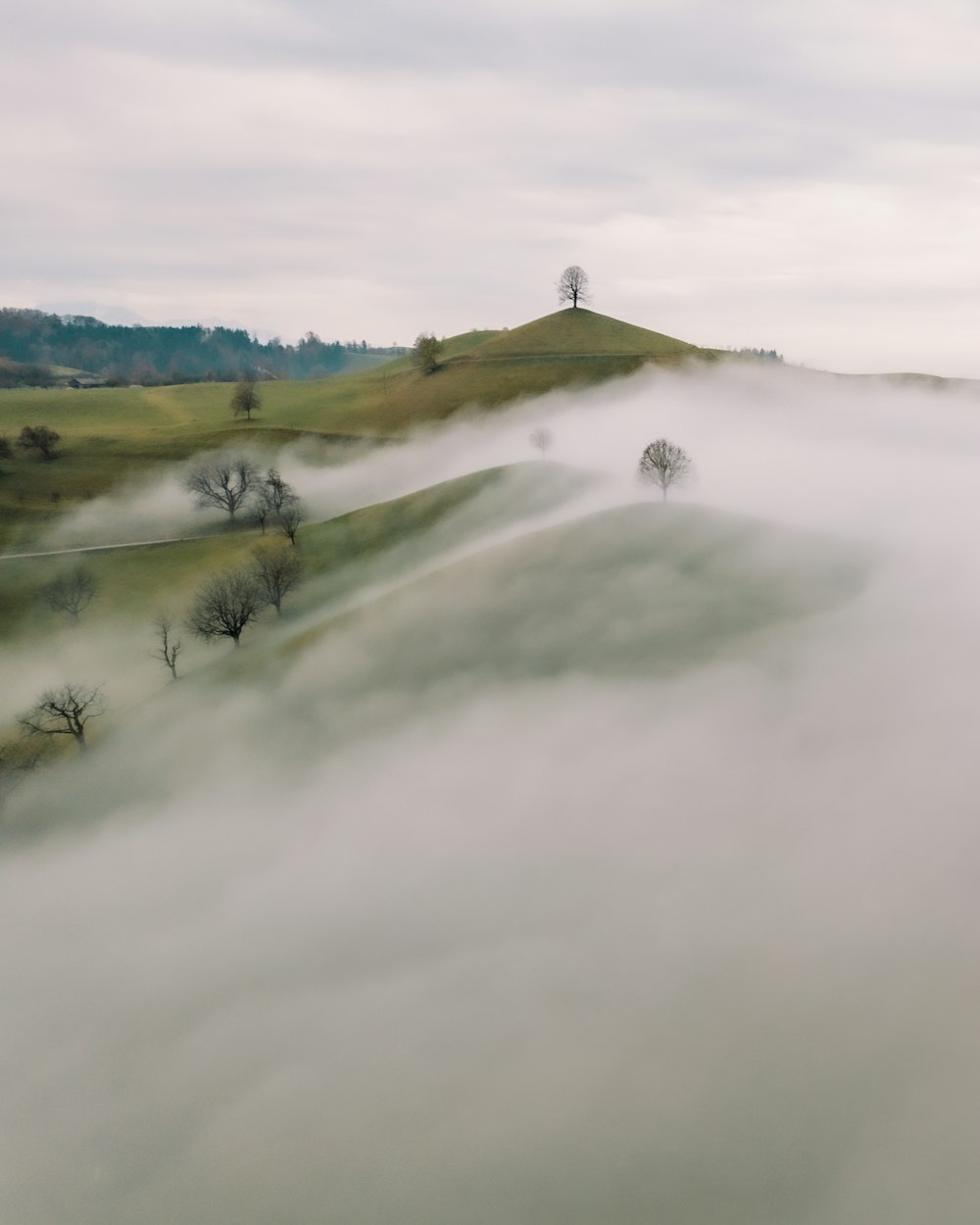 Un paysage brumeux avec des arbres sur une colline