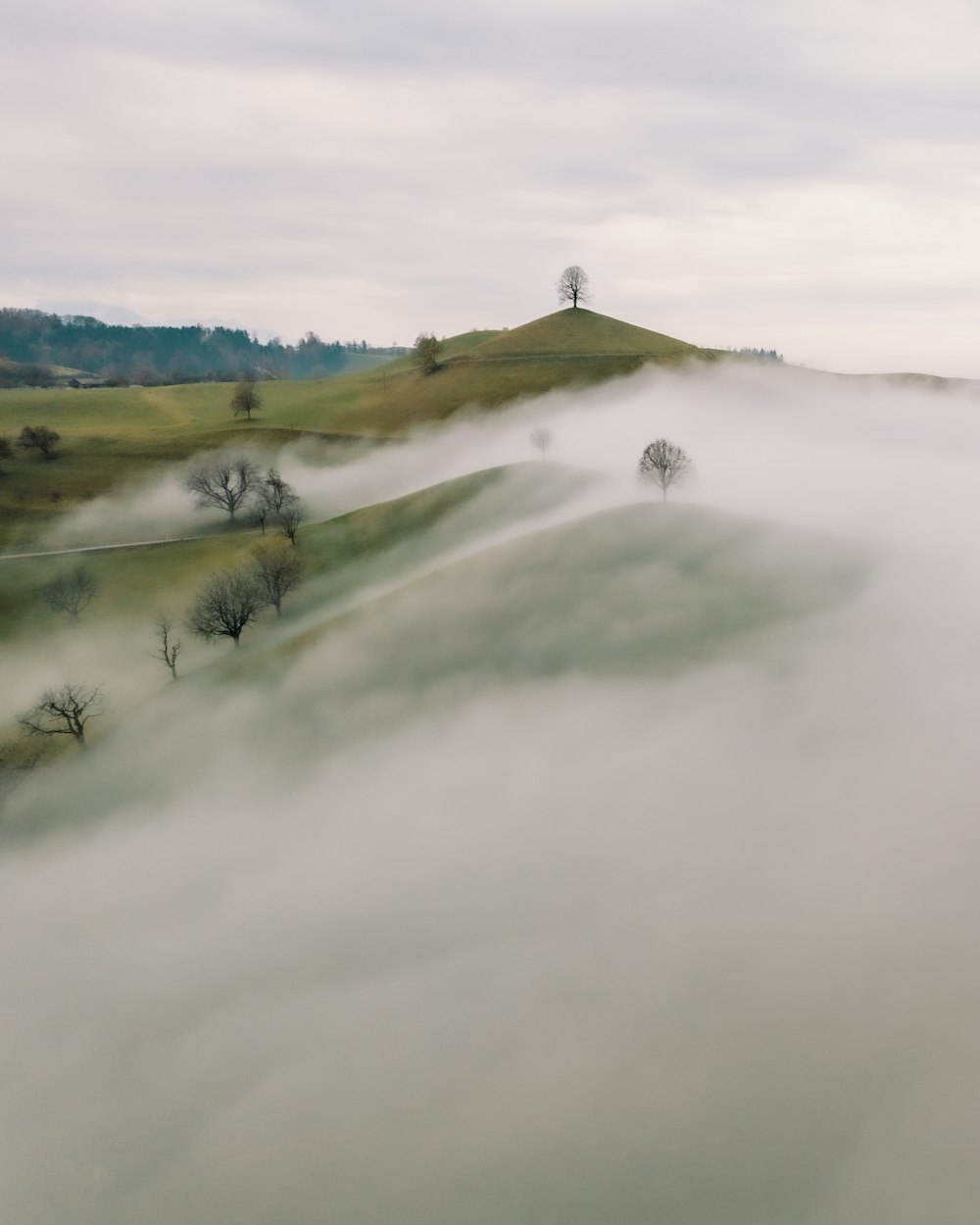 丘の上に木々が生い茂る霧の風景