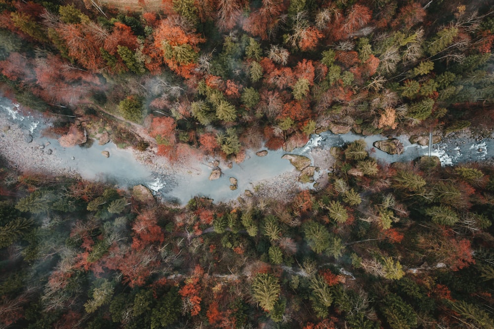 une vue aérienne d’une forêt traversée par une rivière