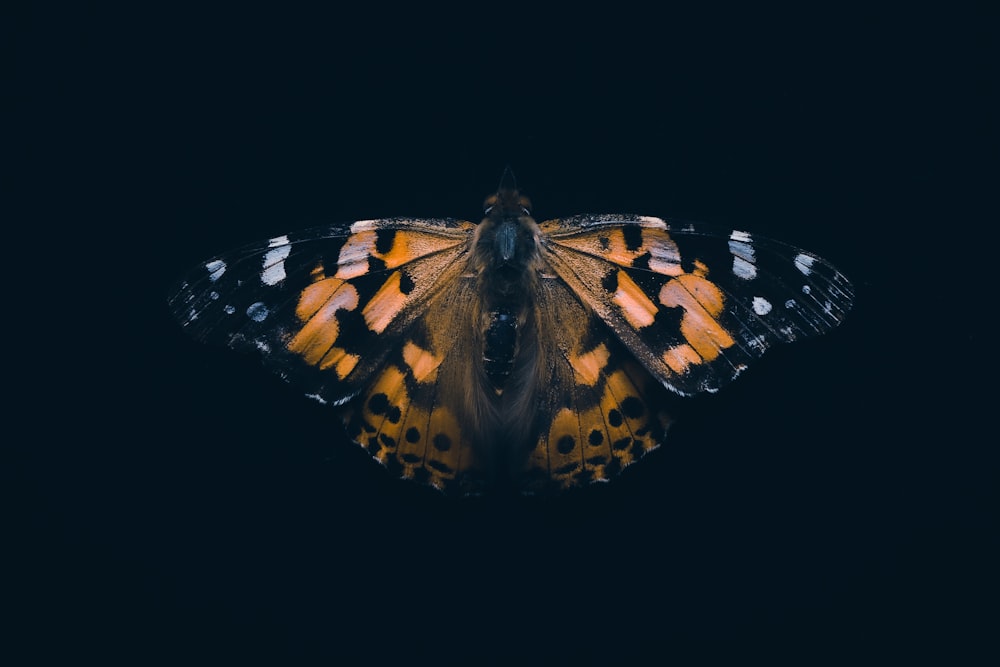 a close up of a butterfly on a black background