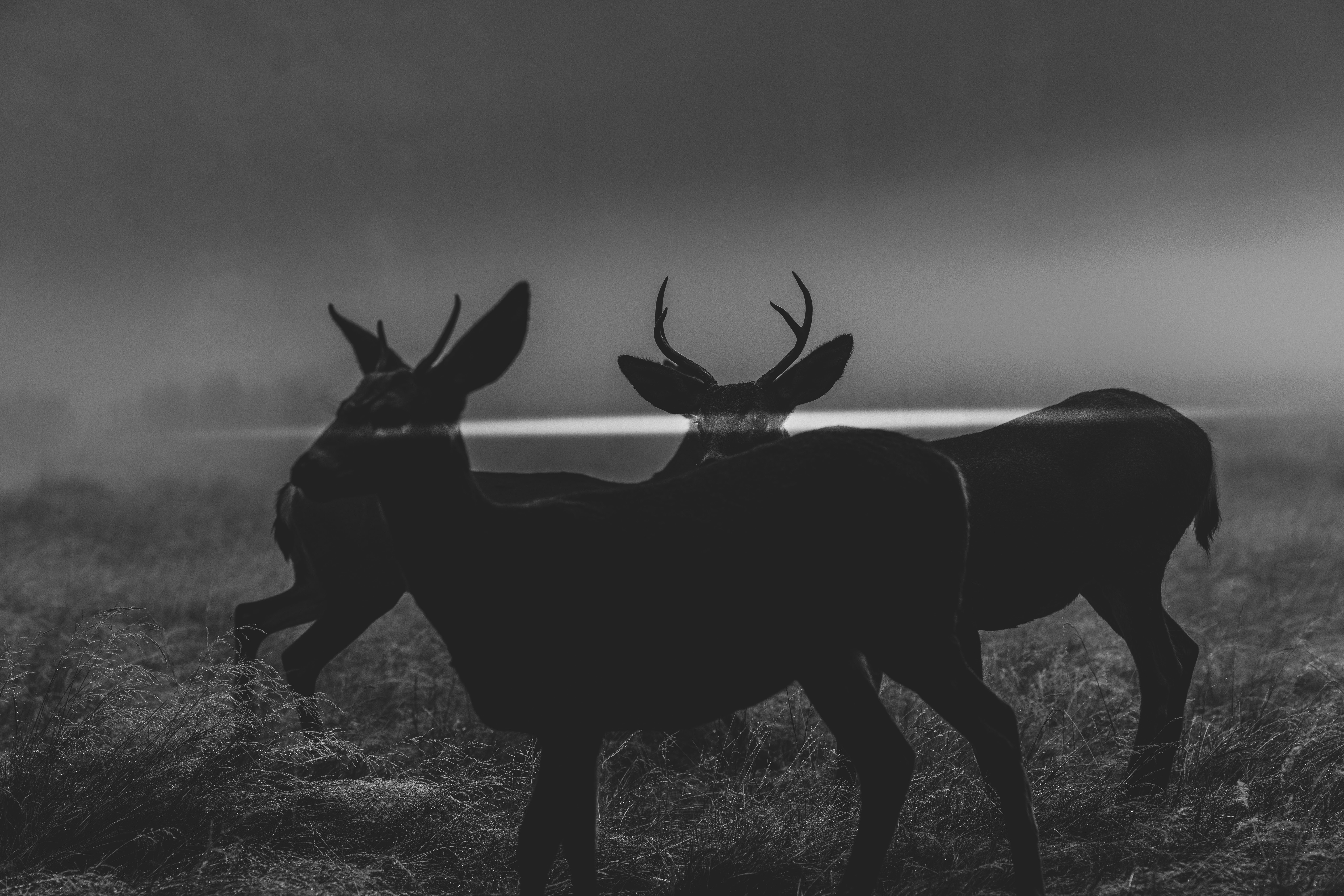 Photo by leo_visions_