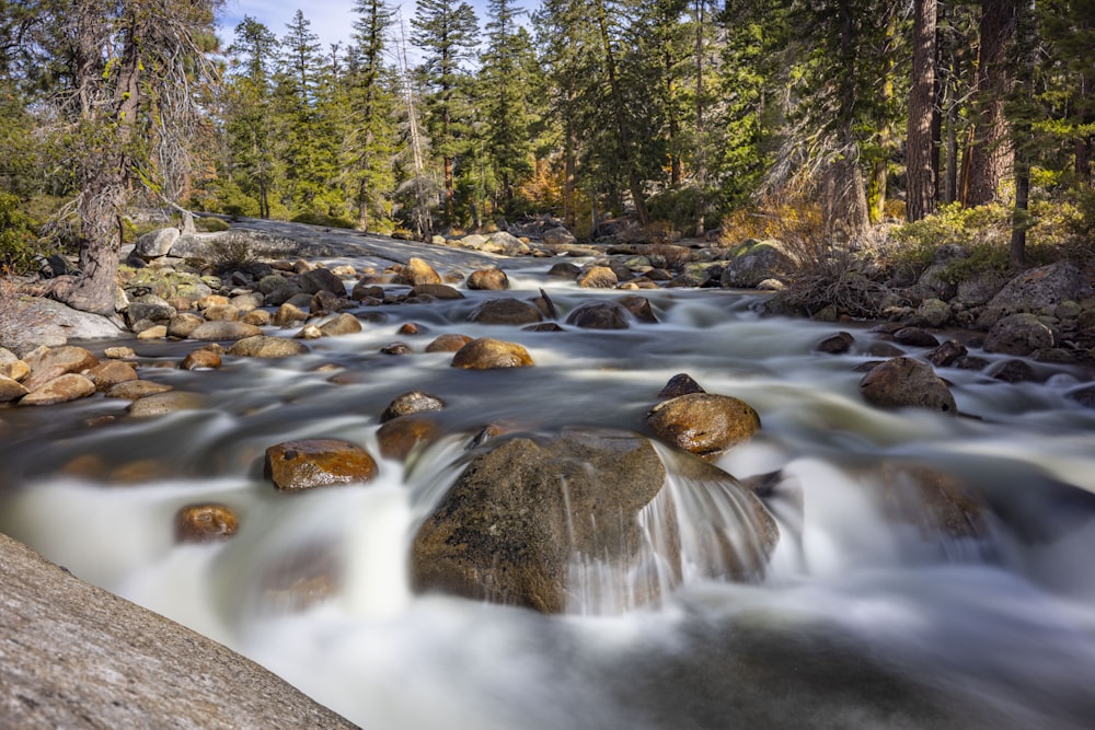 a river running through a forest filled with lots of rocks