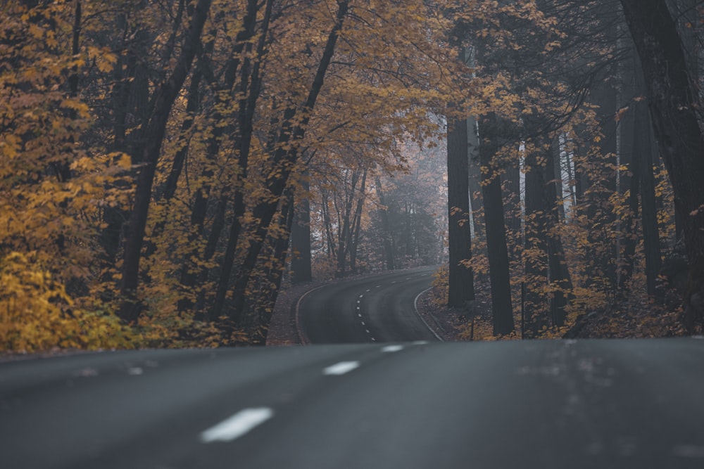 a road in the middle of a forest in the fall