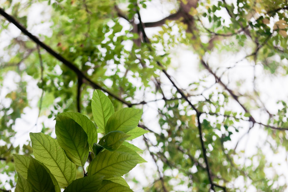 a close up of a tree branch