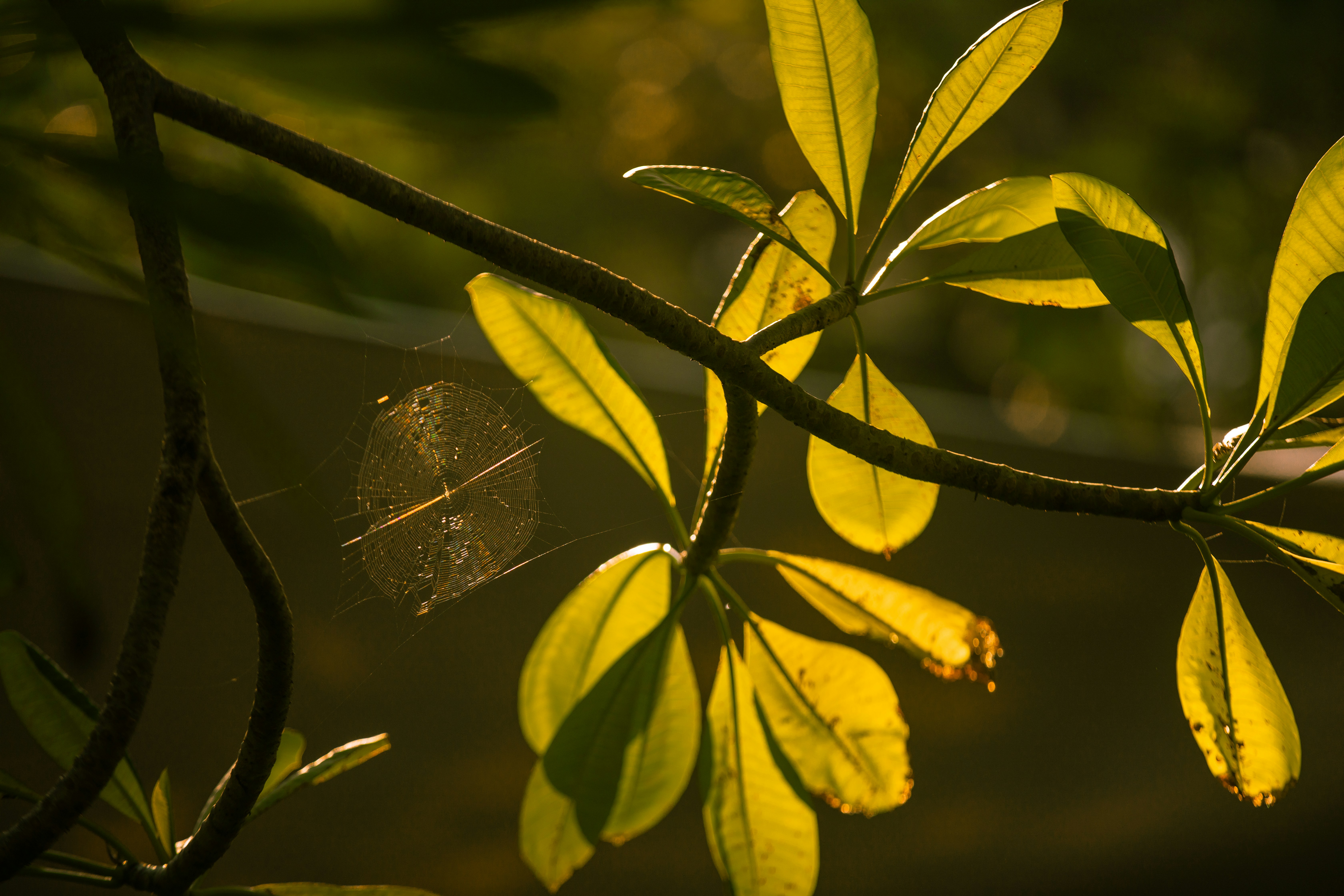 Photo by maahidphotos