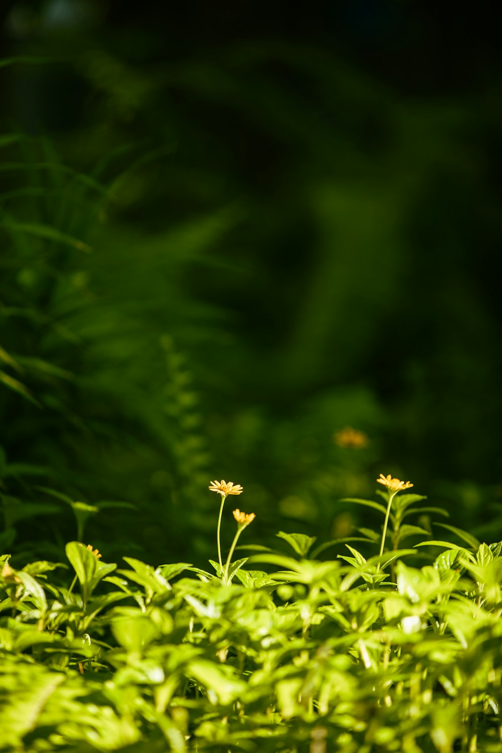 a close up of a plant