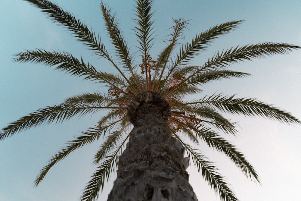 uma palmeira alta com um céu azul no fundo