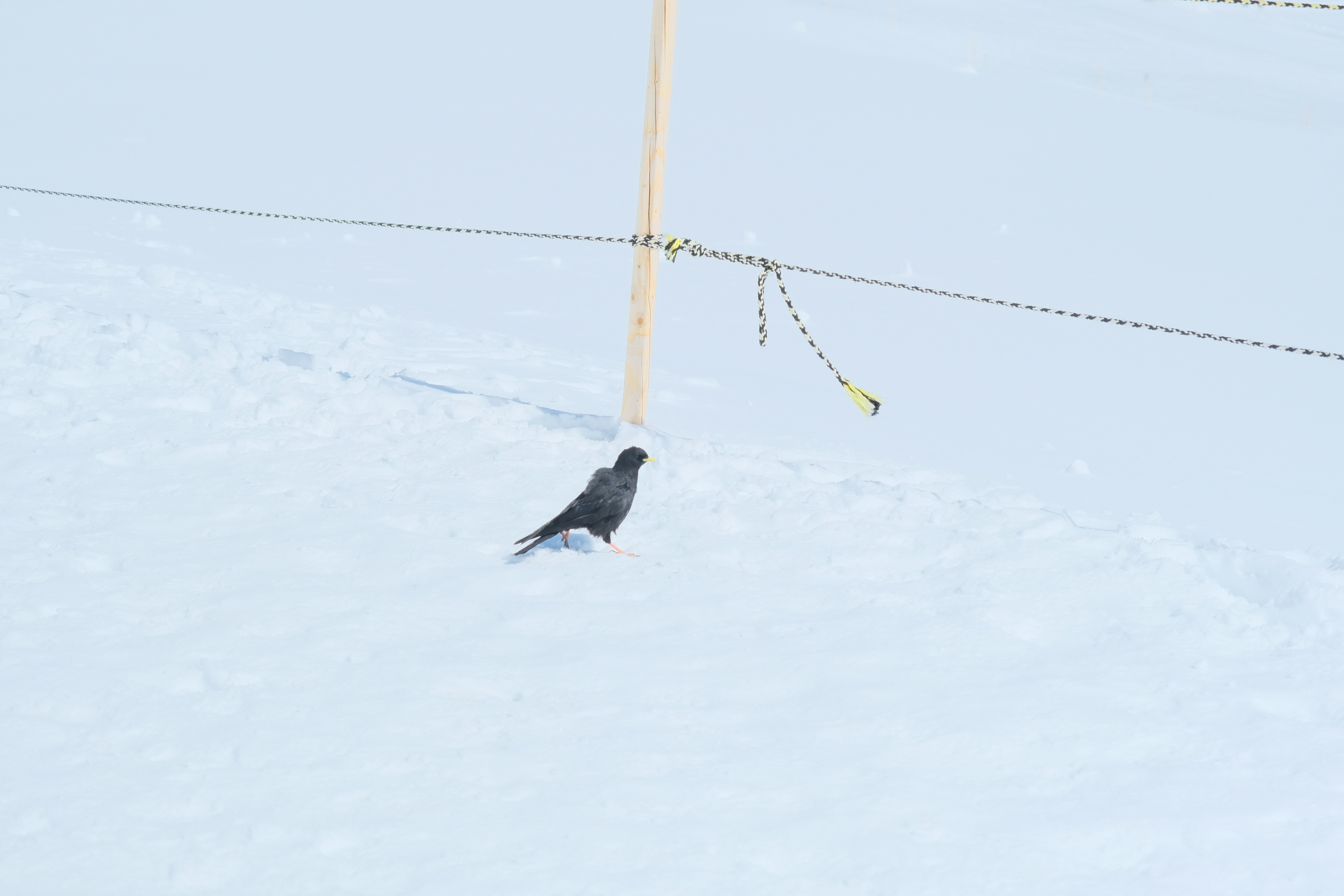 Photo by Yingying Chen