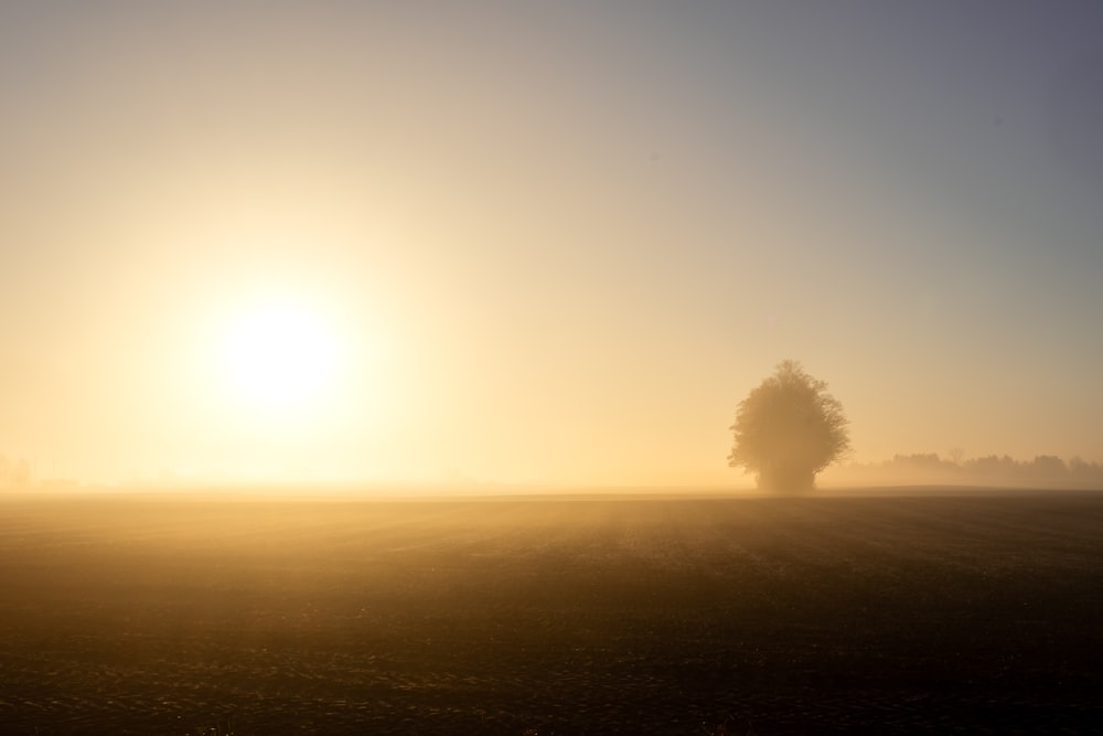 a lone tree in the middle of a foggy field