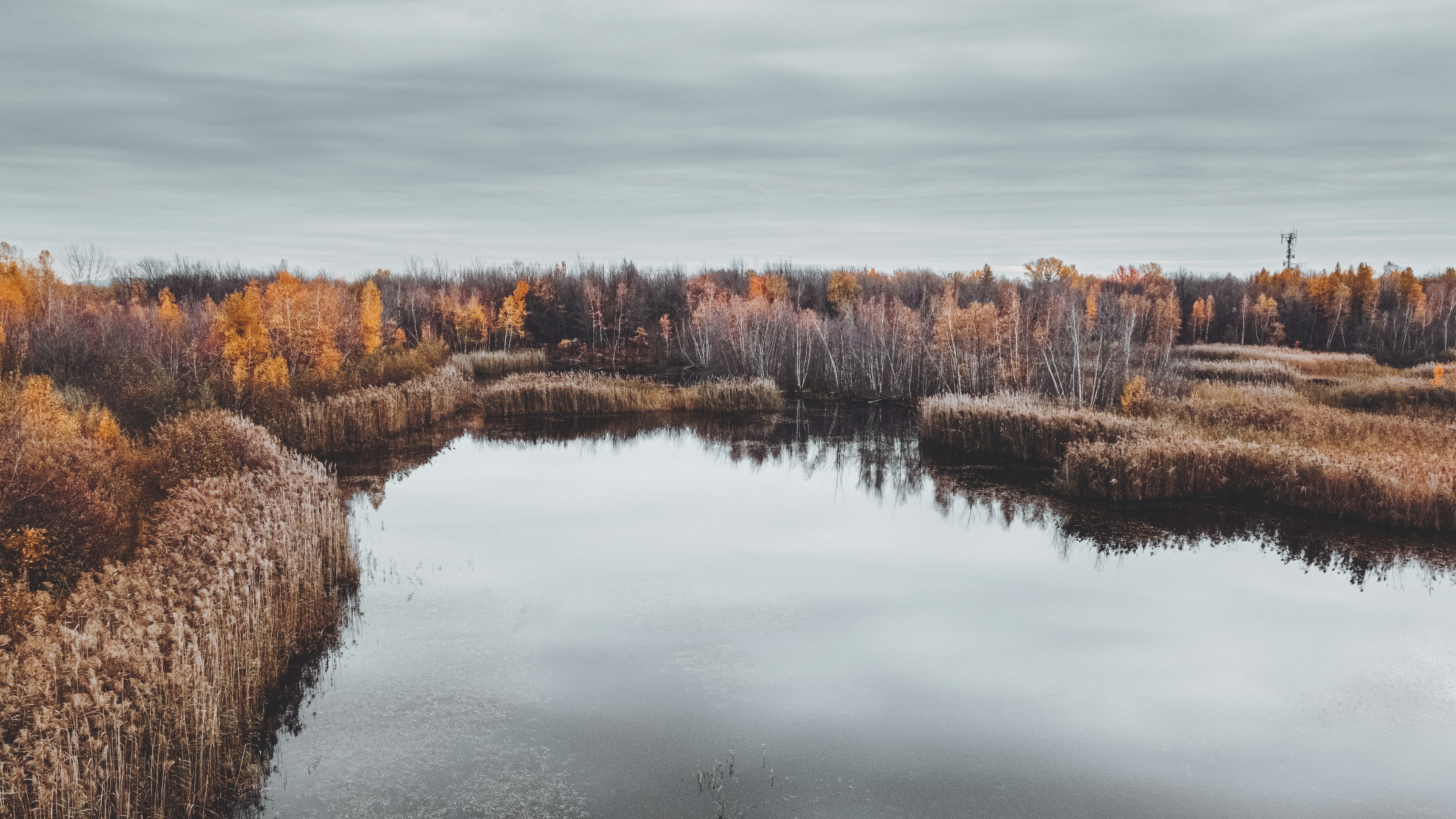 a lake surrounded by tall grass and trees