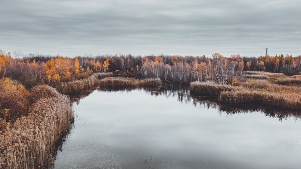 a lake surrounded by tall grass and trees