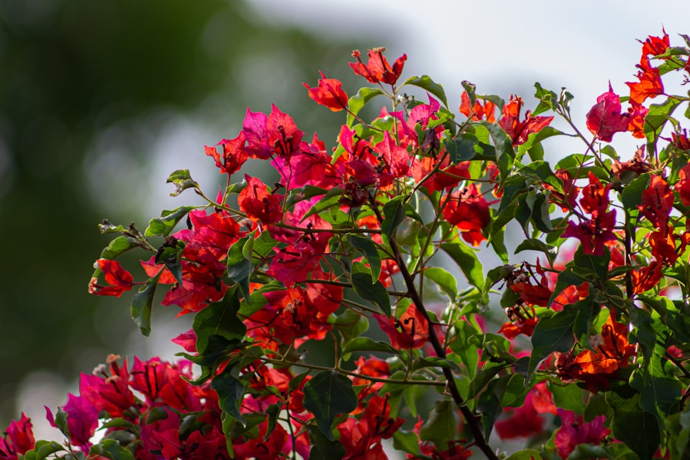 a bush of red flowers with green leaves