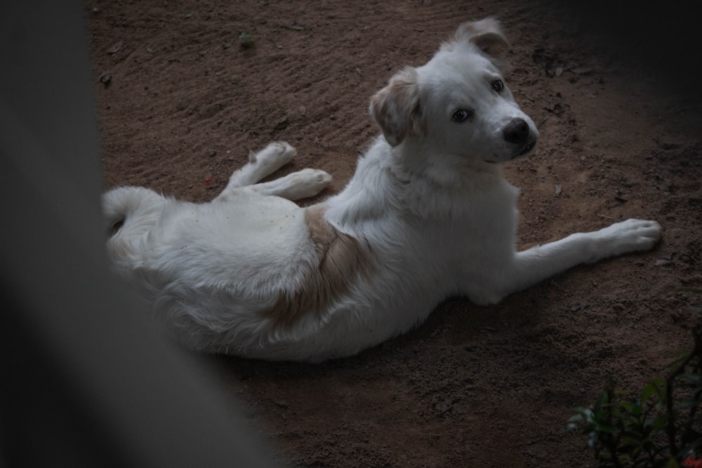 a white and brown dog laying on the ground