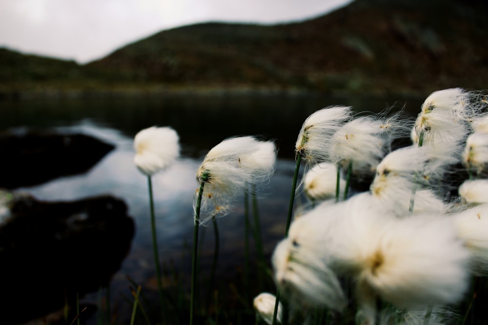 a bunch of white flowers near a body of water