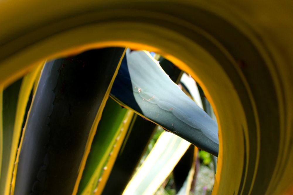 a close up of a green and yellow plant