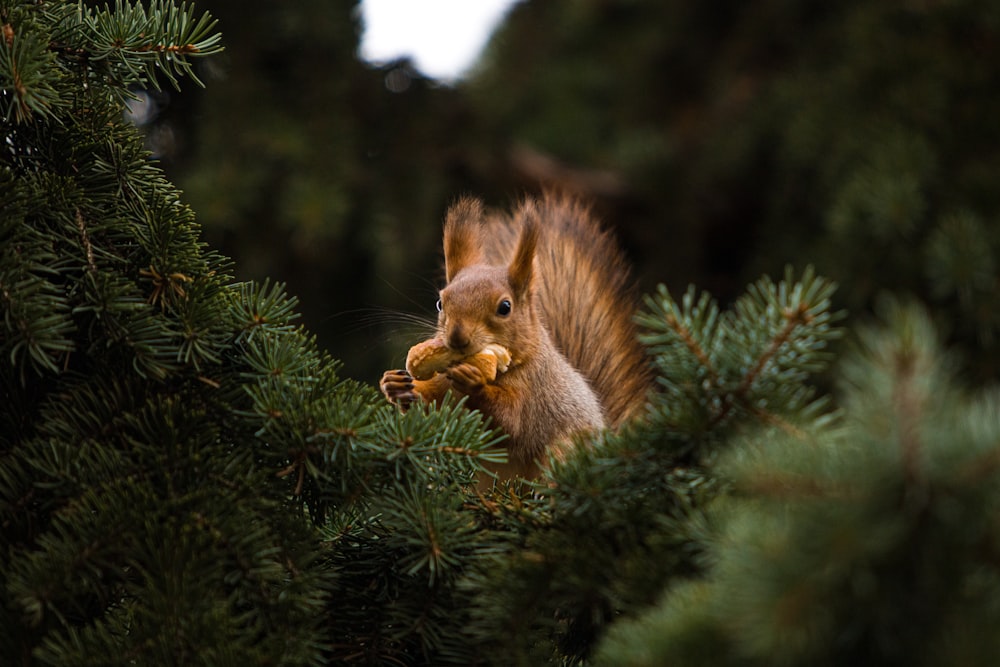 a squirrel eating a nut in a pine tree