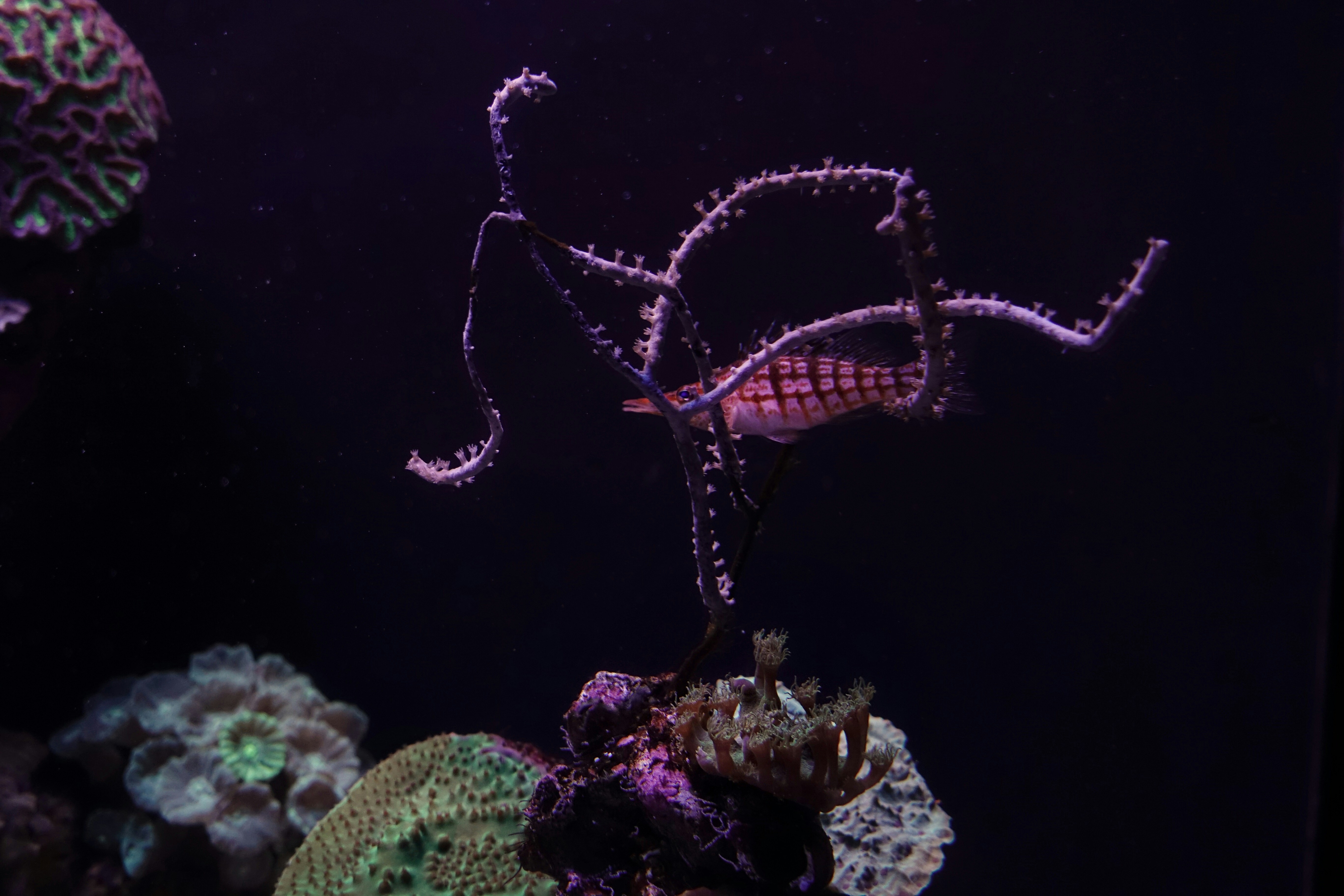 Una anémona de mar púrpura en un acuario