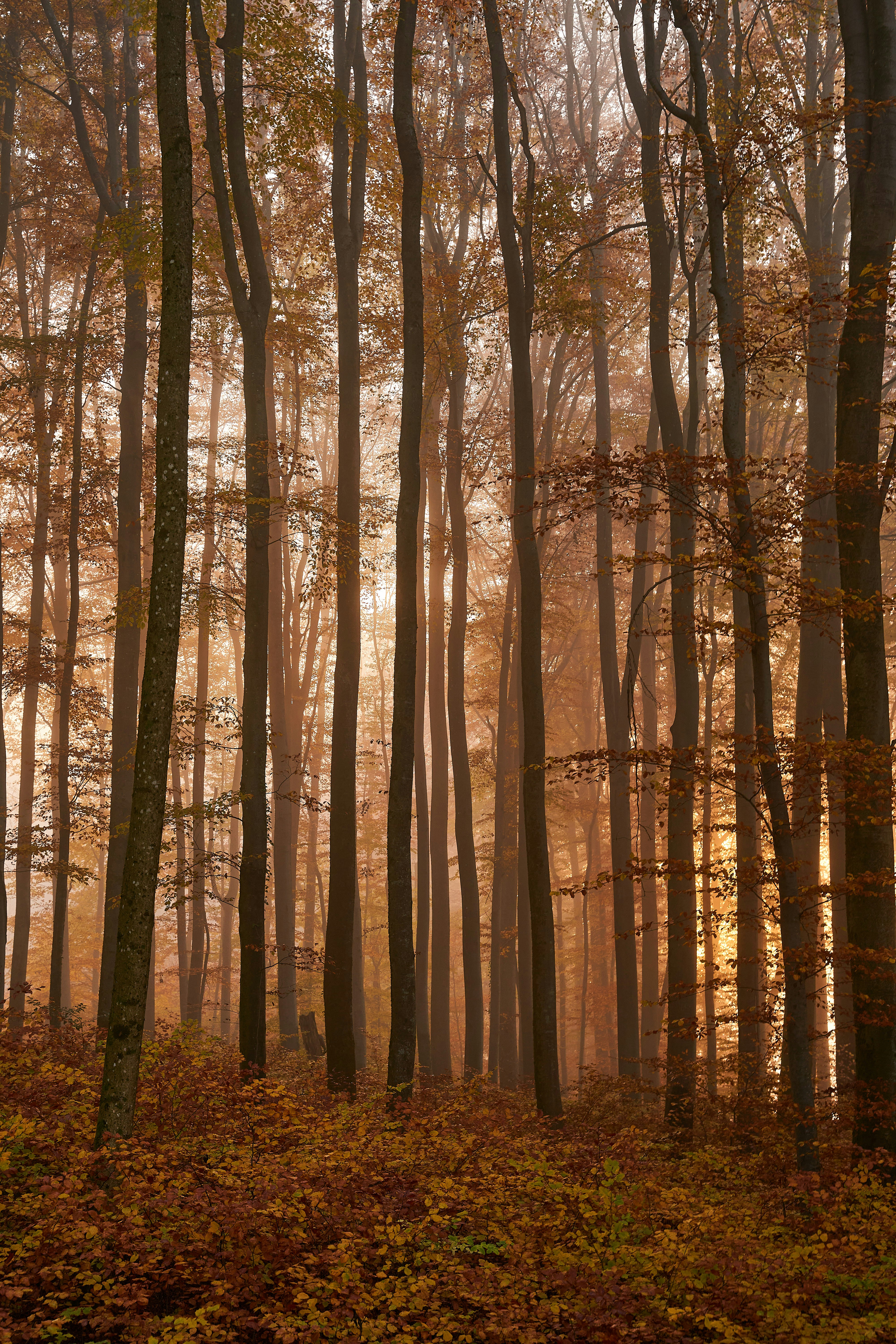 a forest filled with lots of tall trees