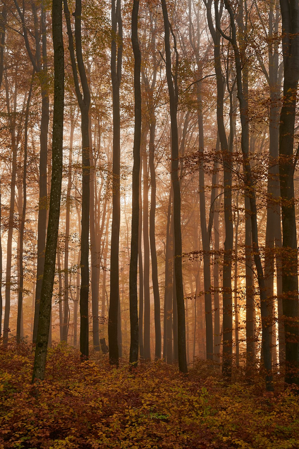 a forest filled with lots of tall trees