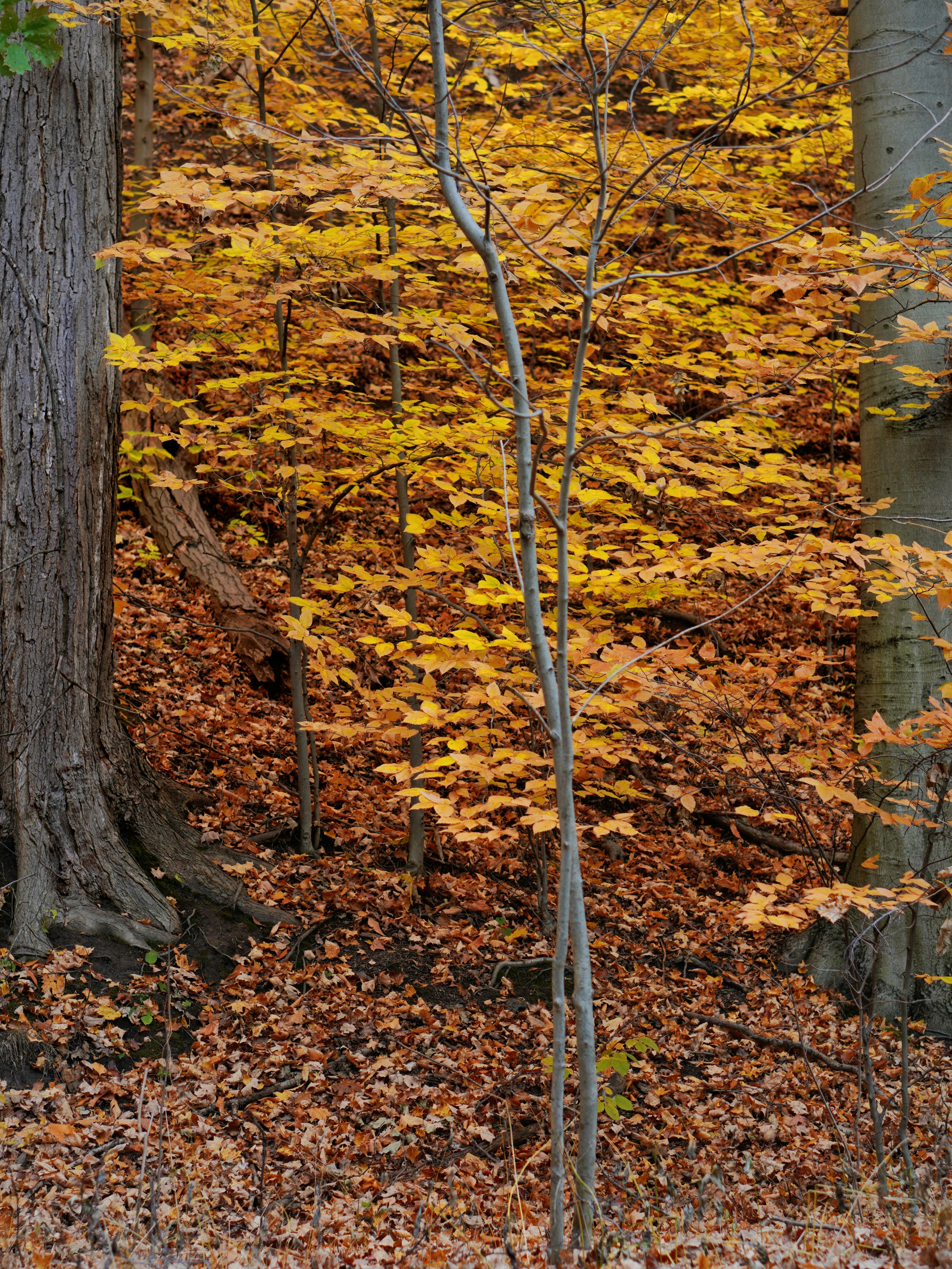 Photo by the_ahnafpiash