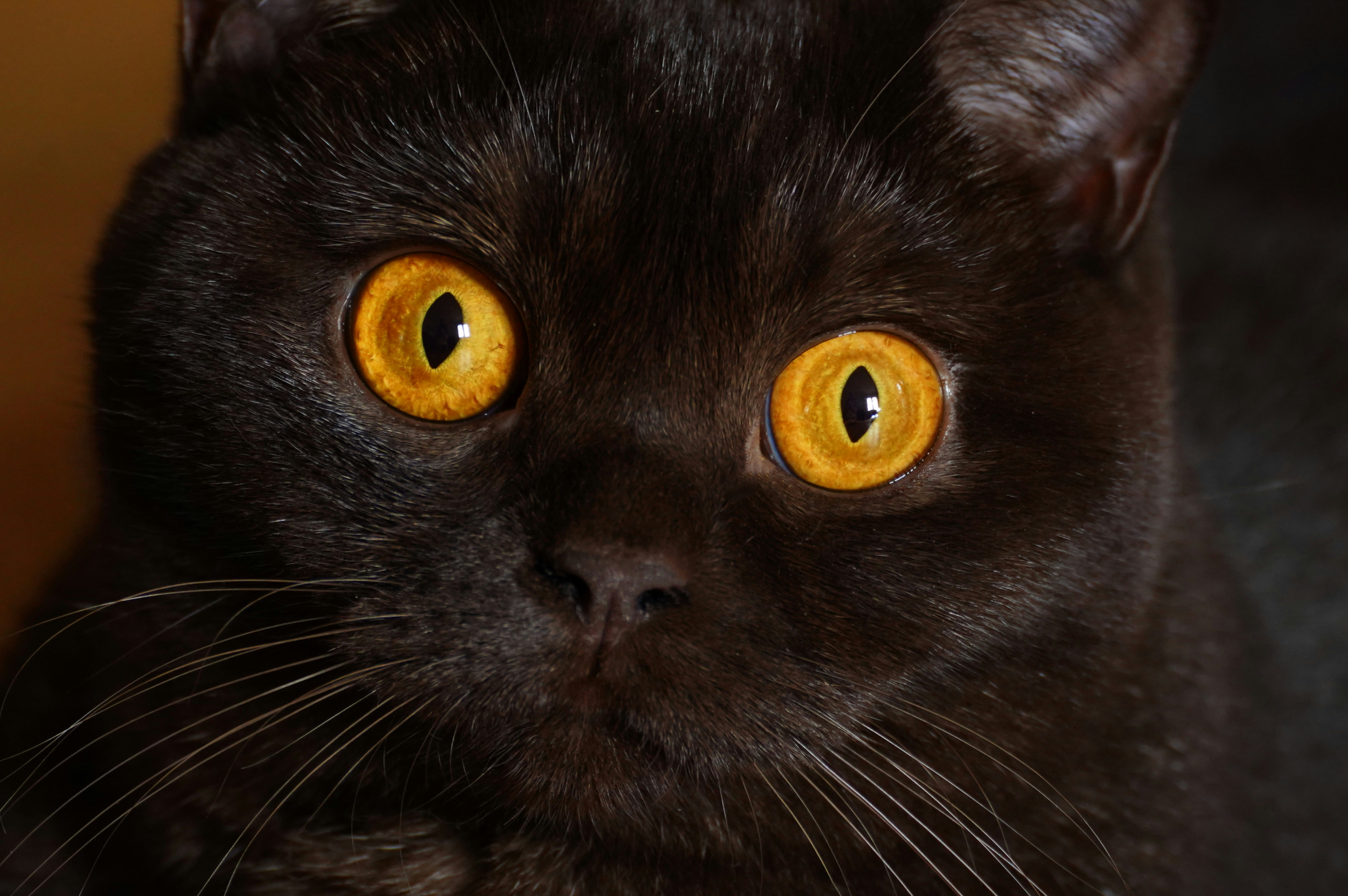 黄色い目をした黒猫の接写