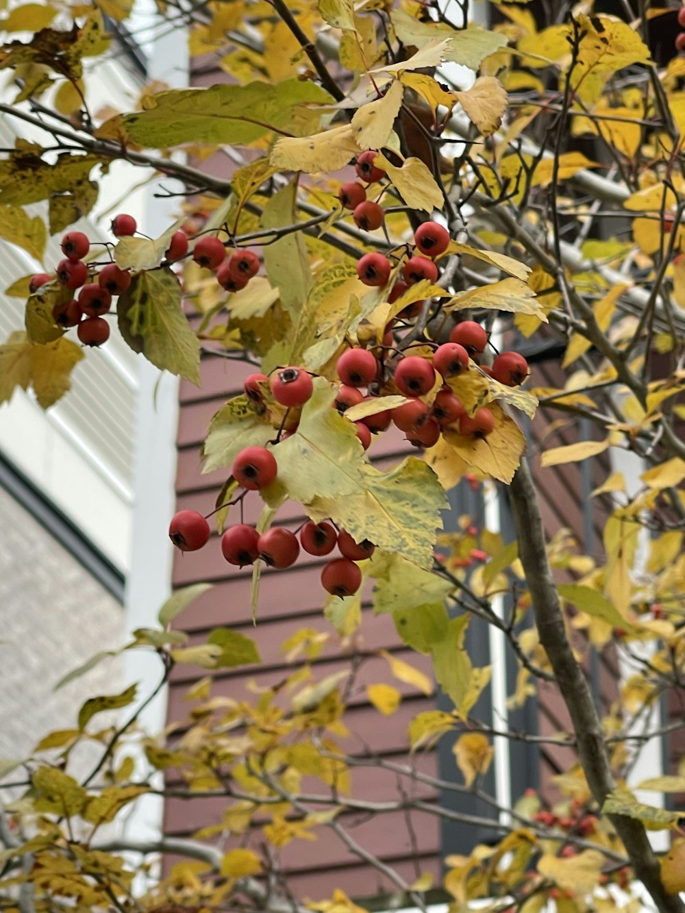 a tree with red berries hanging from it's branches