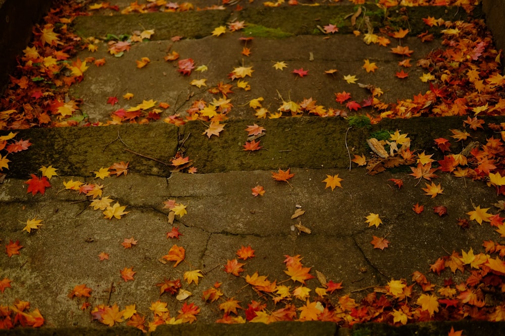 a bunch of leaves that are laying on the ground