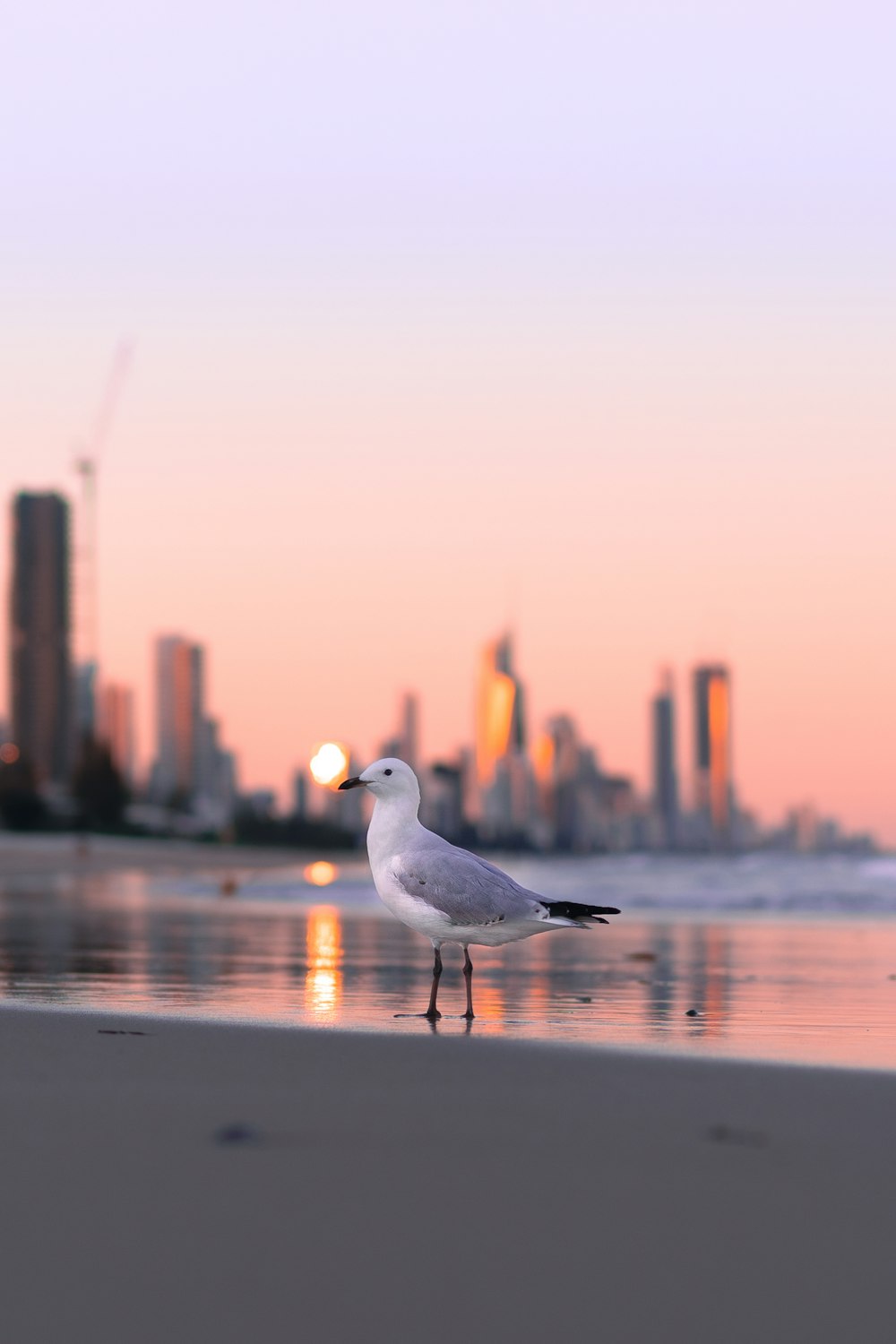 a seagull standing on the beach in front of a city skyline