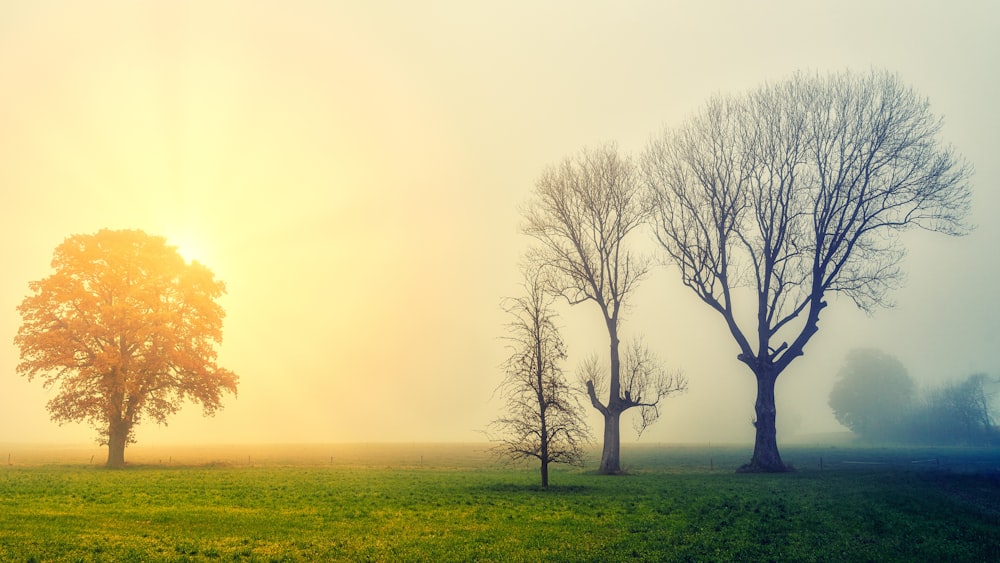 three trees in a field on a foggy day